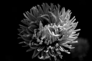 Gray tones photo of a mum up close by Kirstin Krumsee, titled Bloom